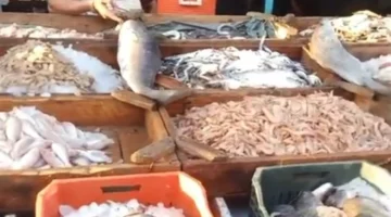 ارتفاع سعر البلطي والمكرونة مقابل تراجع كبير في أسواق البوري اليوم